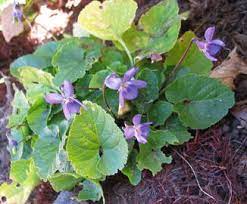 Check out our viola odorata selection for the very best in unique or custom, handmade pieces from our товары для дома shops. Viola Odorata Springerlink