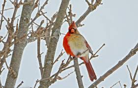 My male cardinal shows up as late as 9 p.m. Northern Cardinal Bird Facts Everyone Should Know Popular Science