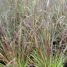 This little bluestem is remarkable for its. Schizachyrium Scoparium Standing Ovation Standing Ovation Little Bluestem From Midwest Groundcovers