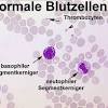 Aufgabe der trombozyten stillung von blutung blutgerinnung. Https Encrypted Tbn0 Gstatic Com Images Q Tbn And9gctijidamzjhwve7t3laaguah3blzcfn6u2k Wkrdc38t6uvey07 Usqp Cau