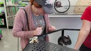How much are chinchillas at petco. Cat Plays With Chinchillas At Petco Youtube