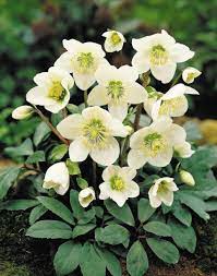 Maybe you would like to learn more about one of these? Hellebore Flower Flowers World Flowers World Rose Seeds Winter Plants Flower Garden