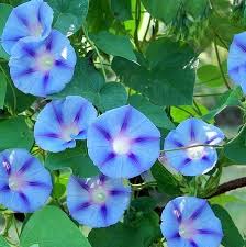 Ipomoea Purpurea Common Morning Glory Tips And Legends Morning Glory Flowers Blue Morning Glory Morning Glory