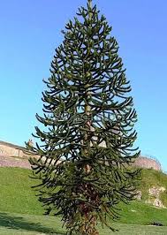 Buy trees monkey puzzle tree and get the best deals at the lowest prices on ebay! Araucaria Araucana Chilean Pine Monkey Puzzle Tree From Botanical Garden Plovdiv Bulgaria