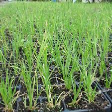 Image result for Rourea orientalis