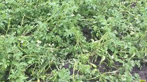 Brabant vandaag heeft drie gezichten die afwisselend het programma presenteren. Fotoserie 100 Miljoen Euro Schade Door Noodweer Akkerwijzer Nl Nieuws En Kennis Voor De Akkerbouwers