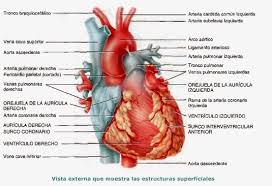 €75th.* apr 4, 1980.facts and data. Amigos Para Siempre Apuntes De Anatomia Humana General