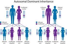 To clarify this question with a. Genetics And Inheritance National Foundation For Ectodermal Dysplasias