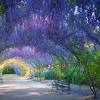 Sydney gardens' lawns separate the numerous garden beds, features, facilities and especially buildings in a heavily visited inner city environment. Https Encrypted Tbn0 Gstatic Com Images Q Tbn And9gcrpacmfddk89x8rq Semh9qqcpzy7sdkb5g3l Ji5ycdmog9j34 Usqp Cau