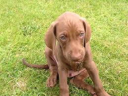 As interest in and devotion to the breed began to increase, owners formed the. Weimaraner Cross Vizsla Puppies Driffield East Riding Of Yorkshire Pets4homes