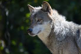 Wolves (canis lupus), are related to dogs, or more rightly, dogs are actually related to wolves. Wisconsin Natural Resources Board Sets Quota Of 300 Wolves For Fall Hunt Wisconsin Public Radio
