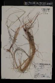 Image result for Eragrostis cylindriflora