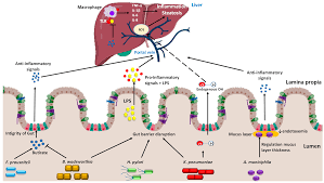 Cells Free Full Text Diet Gut Microbiota And Non Alcoholic Fatty Liver Disease Three Parts Of The Same Axis Html