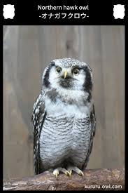オナガフクロウ northern hawk owl フクロウ オナガ ペット