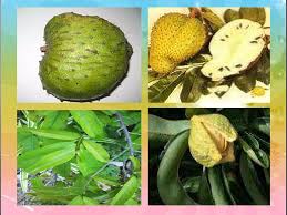 Image result for Annonaceae