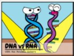 Maybe you would like to learn more about one of these? Dna Vs Rna And Protein Synthesis Recap Answer Keys By The Amoeba Sisters Science Biology Biology Classroom Teaching Biology