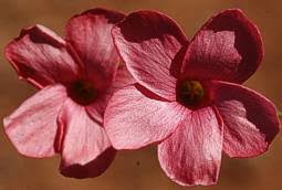 Image result for Hermannia parvula