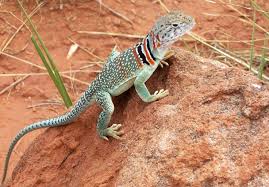 Black And White Lizard In Georgia Collared Lizard Palo Duro Canyon Tx Silhouette Artist Palo Duro Canyon Palo Duro