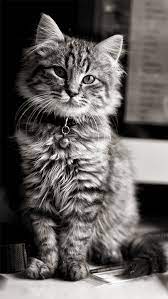 Lockscreens Homescreens Cute Cat Wallpaper Cat Wallpaper Cats