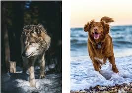 What S The Difference Between Your Dog And A Wolf The Wolf Center