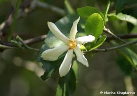 Image result for Gardenia cornuta
