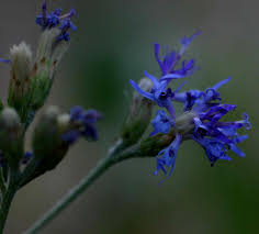 Image result for Vernonia glabra