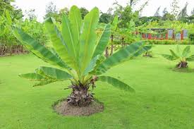 Image result for Musa sp. (Ornamental bananas)