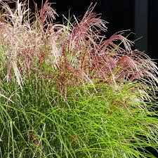 Image result for Miscanthus sinensis