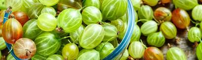 Da die früchte schnell verderben, werden sie für den handel meist unreif gepflückt. Stachelbeeren Im Rewe Lexikon