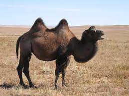 Deserts are hot and dry. Desert Ecology Simple English Wikipedia The Free Encyclopedia