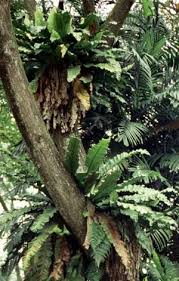 Image result for Asplenium lambinonii
