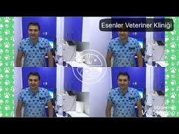 Kedi Veya Kopek Tuyleri Kist Yaparmi Kisirlik Yaparmi Youtube