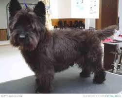 Pin By Keryn Smith On Pure Designer Dogs B Dogs Scottie Dog Designer Dogs