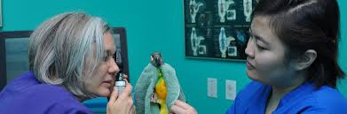 Truth is, no they don't. Maryland Avian Exotics Veterinary Care