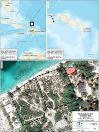 Image result for Siphonochilus parvus