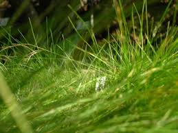Image result for Festuca chodatiana