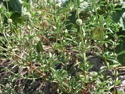 Image result for Spermacoce kirkii