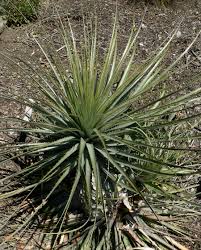 Image result for Pycnostachys coerulea