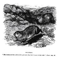 The rapid pace of human development over the last 150 years. Https Bibletruthpublishers Com The Coney Or Hyrax J G Wood Scripture Natural History J G Wood La130820