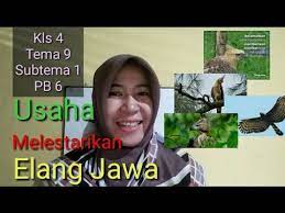 Menyadarkan masyarakat untuk tidak berburu elang jawa. Usaha Melestarikan Elang Jawa Kls 4 Tema 9 Subtema 1 Pb 6 Youtube