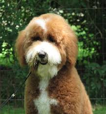We saw a huge golden doodle (didn't get a pic) but this little guy, a mini doodle came after!! Goldendoodle Association Of North America All About Goldendoodle Colors And Coats
