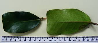 Image result for Ficus craterostoma