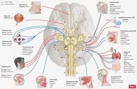 Many studies support the use of corticosteroids and eye care to improve the symptoms of bell's palsy 5 6. Bell S Palsy Block Sports Chiropractic And Physical Therapy