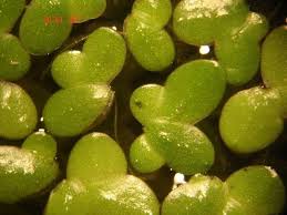 Image result for Lemna aequinoctialis