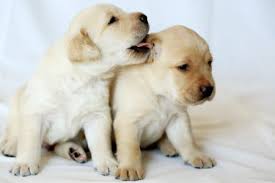 Labrador in dogs & puppies for rehoming in canada. Puppy Raising And Dog Fostering S A Guide Dogs