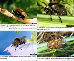 The most effective appeared to be oxamyl (vydate 10 g) and aldicarb (temik 10 g) incorporated into the soil on the turn of april and may at the dose 8 kg of a.i. Narcissus Bulb Fly Nc State Extension Publications