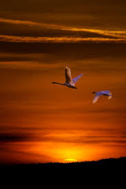 Birds Flying In The Sky Sunset Treklens Flying Swans Photo Beautiful Sunset Sunset Beautiful Nature