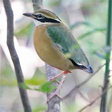 Birdfinders Birdwatching Holidays India Goa