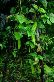 Image result for Psophocarpus grandiflorus