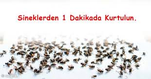 Evinizdeki Sineklerden 1 Dakikada Kurtulun Saglik Paylasimlari Dogal Bitkisel Tarifler Dogal Receteler